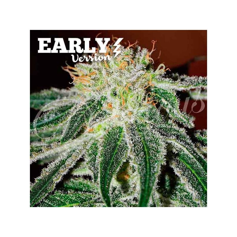 Black Russian Early Version, Фасовка: 3+2